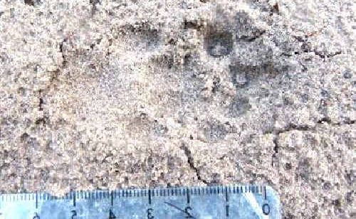 The DERM photo clearly shows the cat paw print. The DERM photo clearly shows the cat paw print.